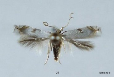 Pseudopostega crepusculella (Zeller, 1839) Lemoine Christian Reffannes (79) 02/07/2010 {JPEG}