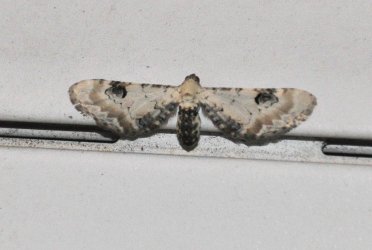 Eupithecia centaureata West Hazel et Ron Mortagne sur Gironde 17 21042014 {JPEG}