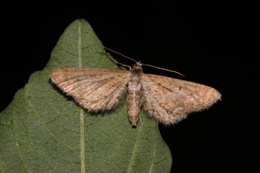 Eupithecia scopariata Roques Olivier Saint-Sornin 17 08062016 {JPEG}