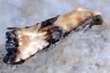 Eupoecilia angustana Francis Julian Chillac 16 13072017 {JPEG}