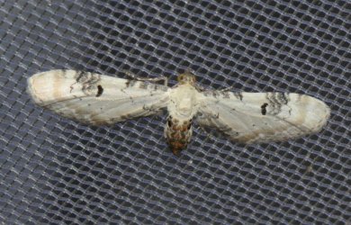 Eupithecia centaureata West Hazel et Ron La Clotte 17 11052015 {JPEG}