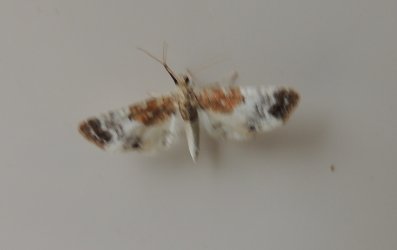 Eupithecia breviculata Toussaint Michel (La Garette) Sansais 79 01082016 {JPEG}