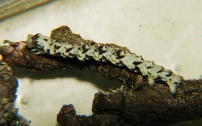 Cleorodes lichenaria Porteneuve Jean-Jacques Brioude 43 03072010 {JPEG}