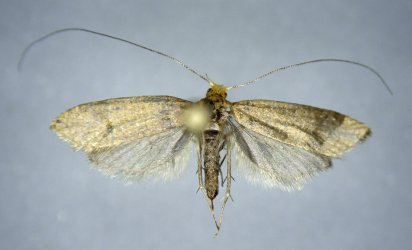 Nematopogon adansoniella femelle AG-336 Miteu Martine Genneton 79 17072021 {JPEG}