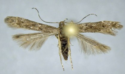Monochroa hornigi femelle AG-330 Miteu Martine Genneton 09062021 {JPEG}