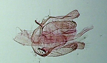 Bucculatrix nigricomella mâle AC-8200 {JPEG}