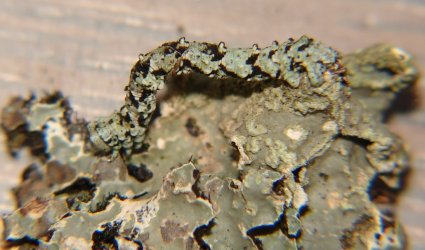 Cleorodes lichenaria Porteneuve Jean-Jacques Brioude 43 27052010 {JPEG}