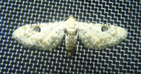 Eupithecia centaureata Jouvel Orianne Sainte-Marie de Ré 17 16072016 {JPEG}