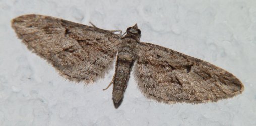 Eupithecia oxycedrata Porteneuve Jean-Jacques Lunel-Viel 34 09102012 {JPEG}