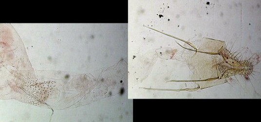 Ephestia parasitella femelle AC-7588 {JPEG}