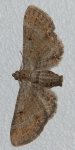Eupithecia simpliciata Porteneuve Jean-Jacques Lunel-Viel 34 04092013 {JPEG}