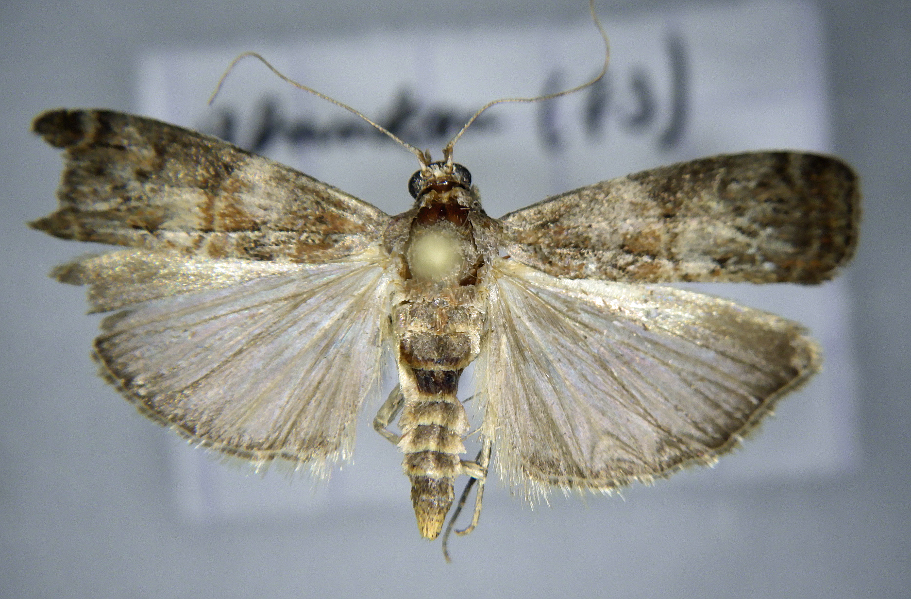 Phycita roborella femelle AG-334 Miteu Martine Genneton 79 17072021