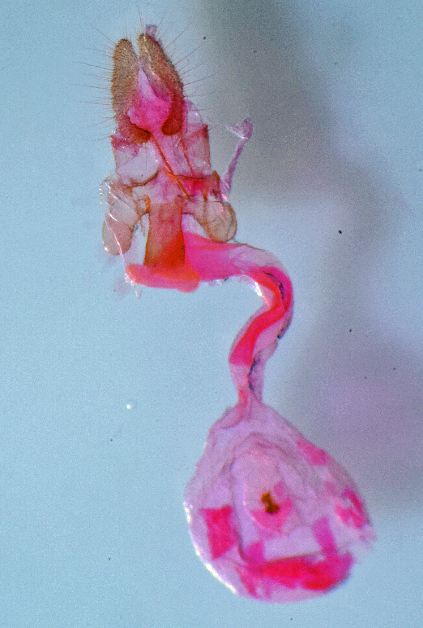 Acleris variegana femelle AG-277 Miteu Martine Genneton 79 17072021