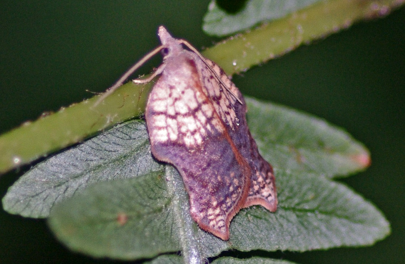 Acleris emargana Dereix Pascal Combiers 16 08072018