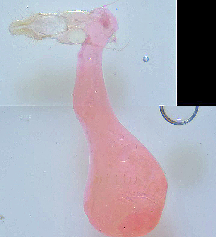 Ephestia parasitella femelle AG-292 Marsteau Christine Saint-Laurent des Combes 16 20052020