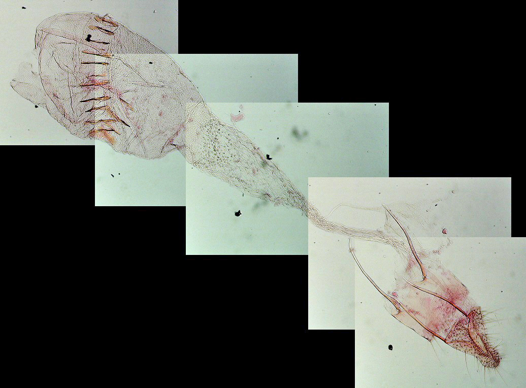 Ephestia parasitella AC-13356 Guyonnet Antoine Niort 79 31072020