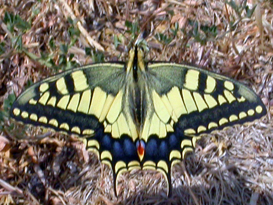 Papilio machaon Guyonnet Antoine Peniscola Province de Castellon Espagne 26072005