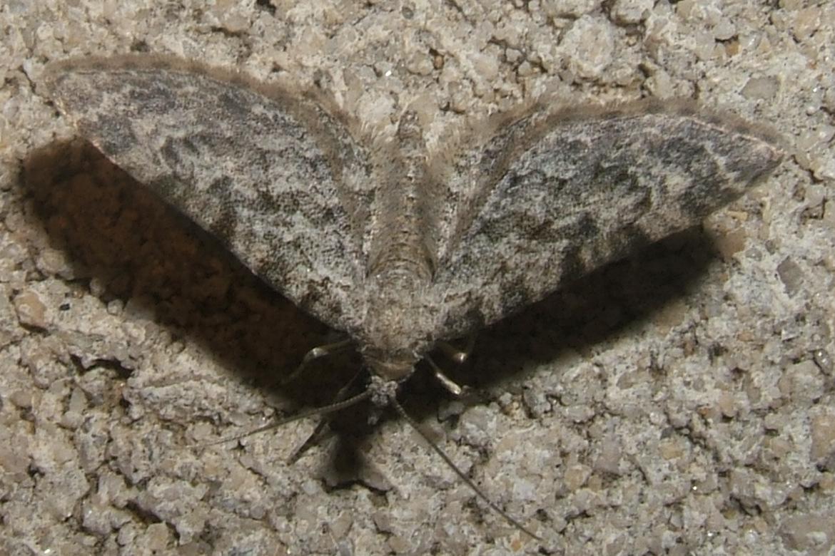 Eupithecia semigraphata Blanc Josselyne Savas 07 26082007