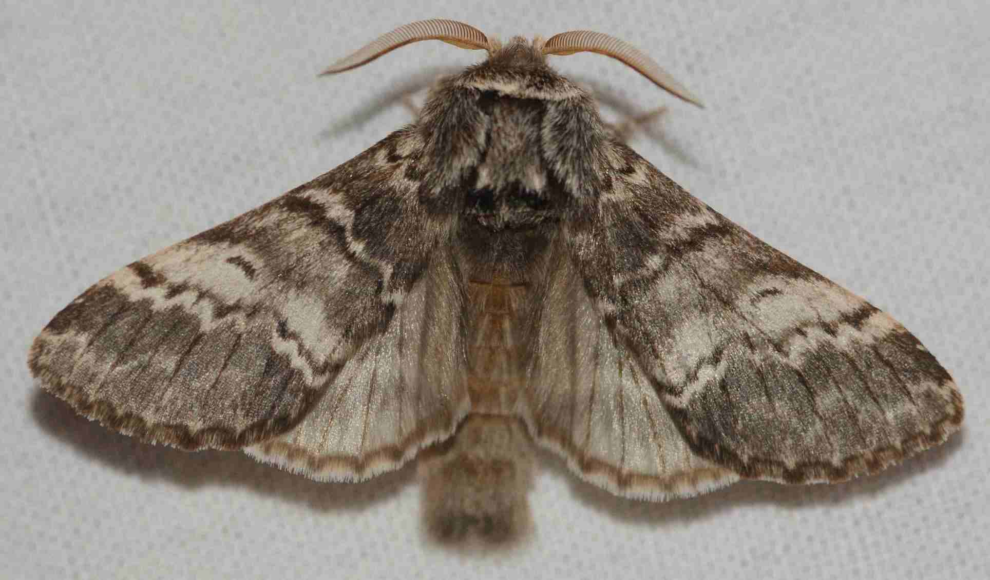 Drymonia ruficornis Blanc Josselyne Sarlat 24 12042012