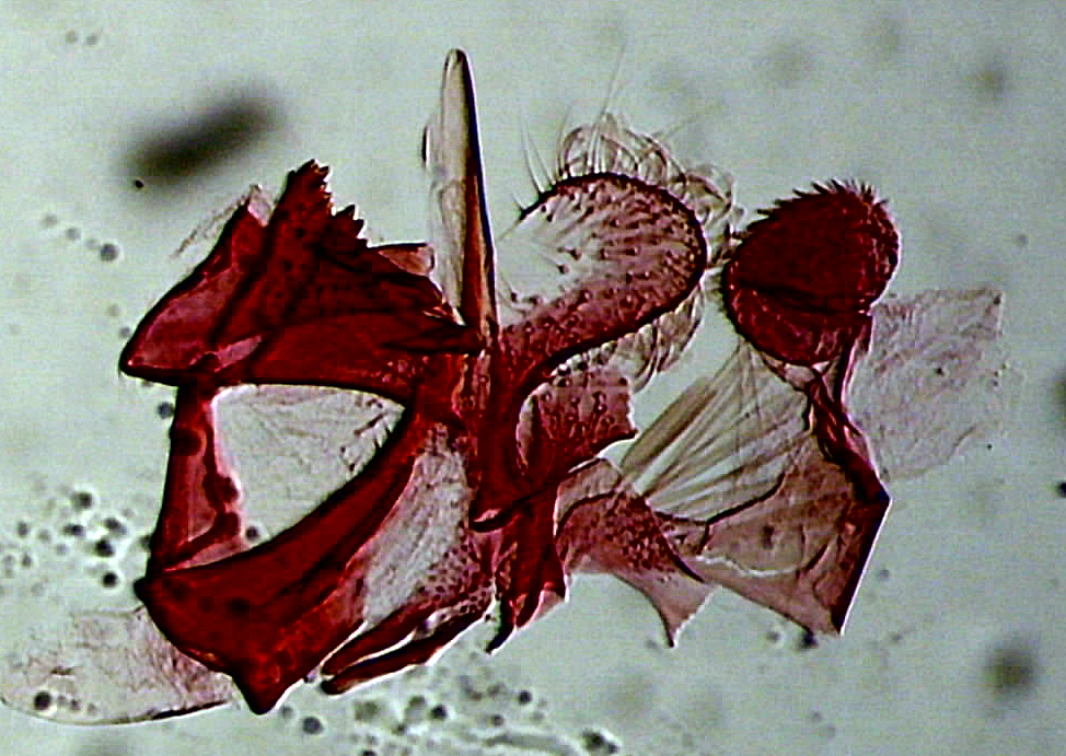 770_246267_Coleophora serratella mâle AC-5516