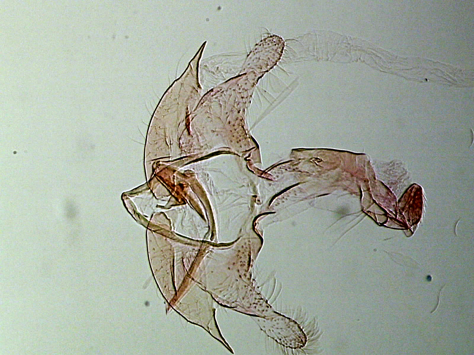 794_246295_Coleophora calycotomella