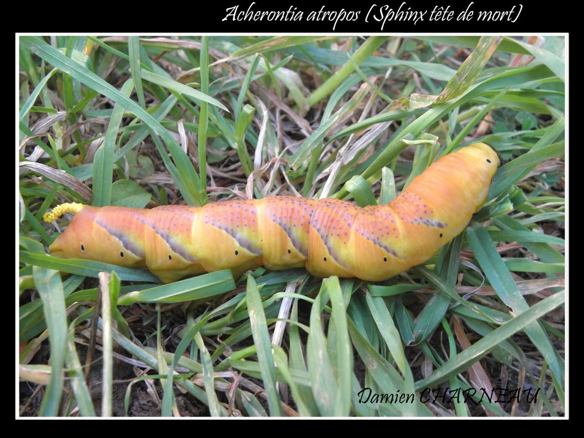 Acherontia atropos Charneau Damien Taponnat-Fleurignac 16 14082013