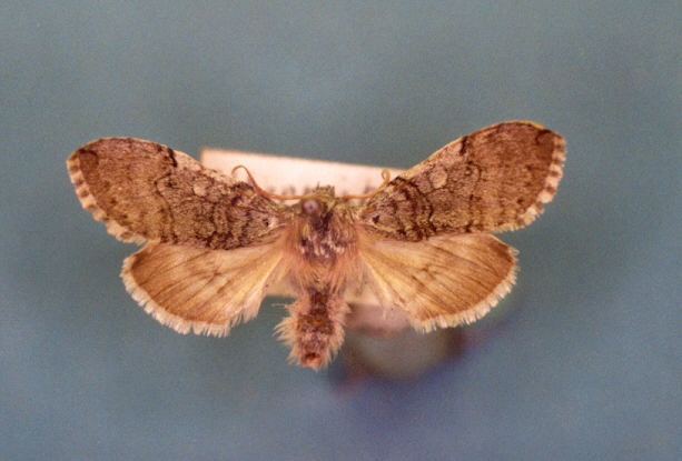 Achyla flavicornis Collection Levesque Robert