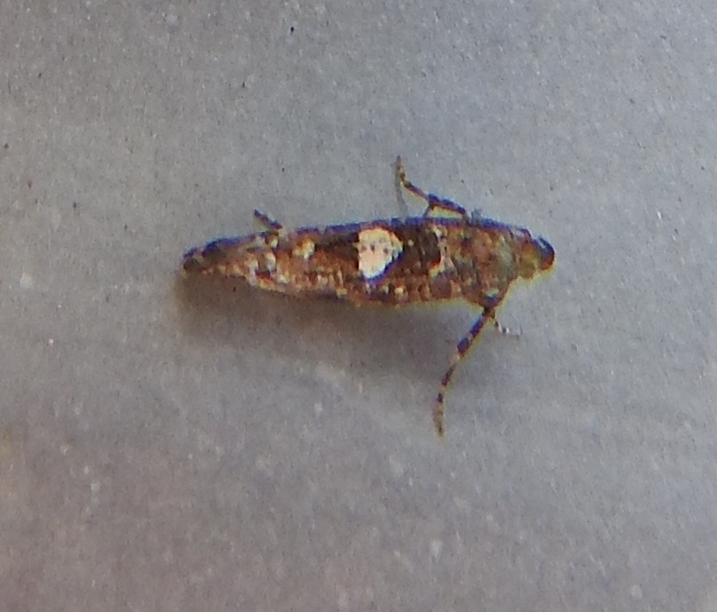 Acrolepiopsis assectella Ceylo Dominique Le Chay 17 22112018