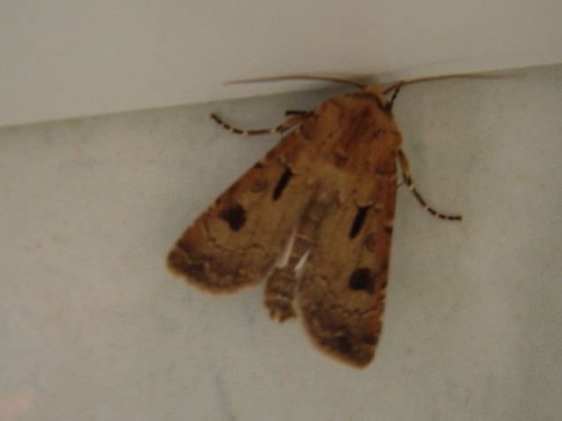 Agrotis exclamationis JF 03 26052006