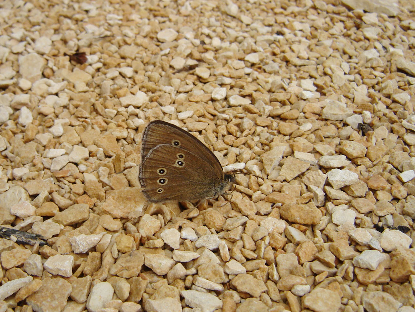 Nymphalidae Aphantopus hyperantus Jean-Marie Brams Douaumont (55) 09072008