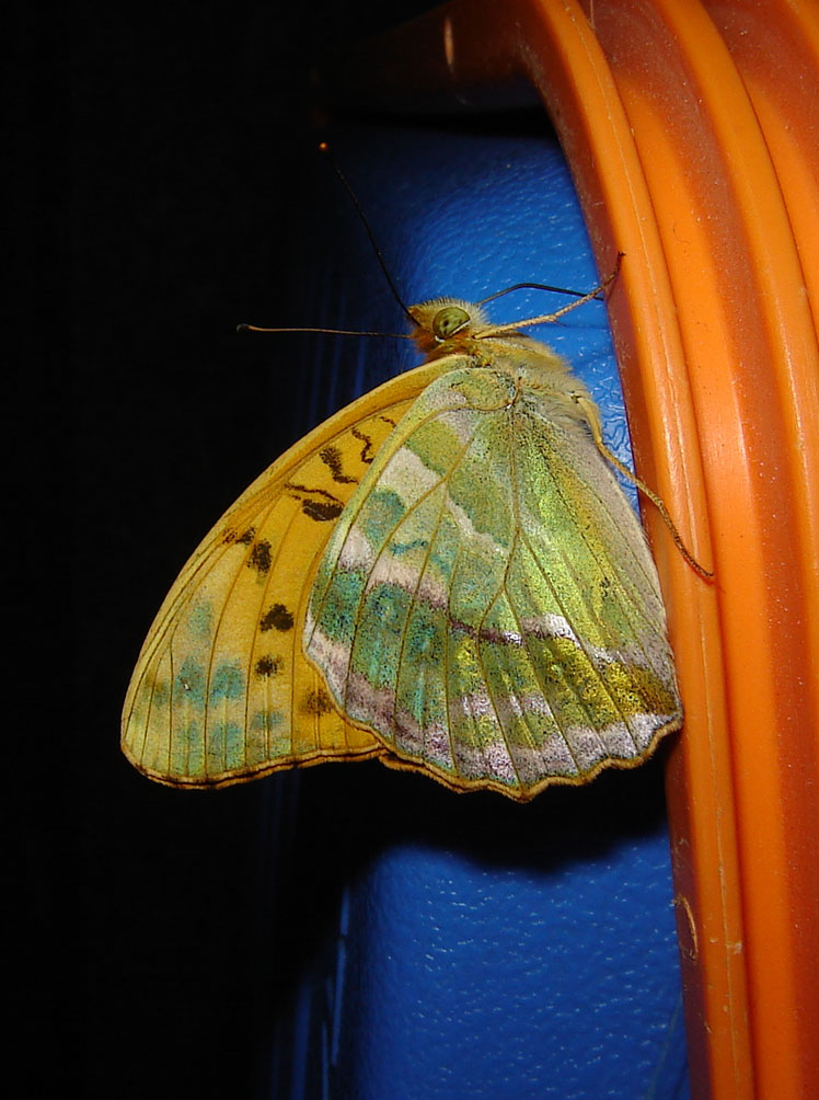 Nymphalidae Argynnis pahia Jean-Marie Brams  Flirey (54) 10072008