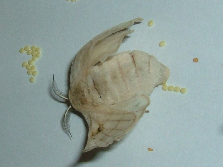 Bombyx mori (Linnaeus, 1758)