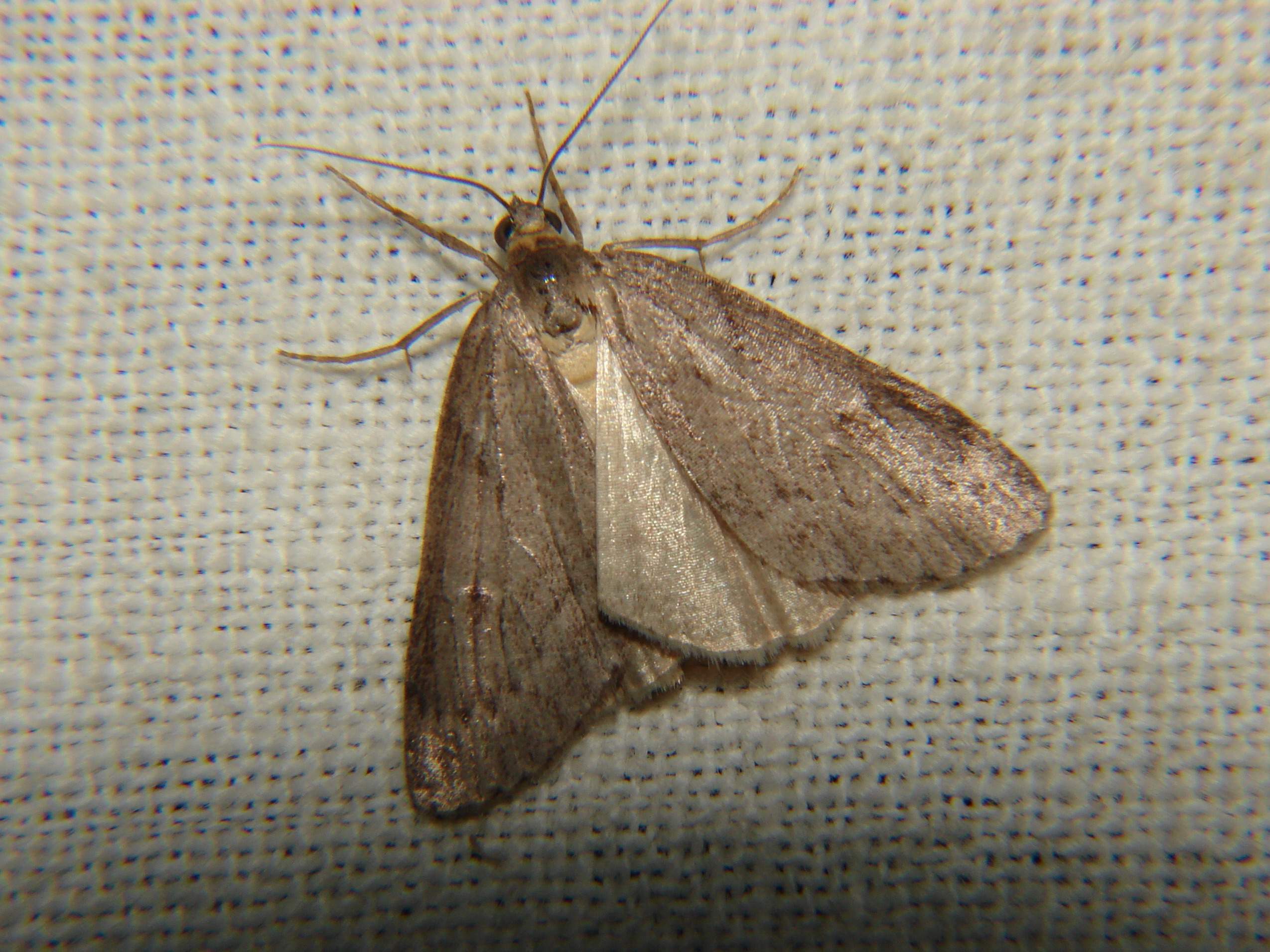 Pachycnemia hippocastanaria Rencontres Papillons de Poitou-Charentes Brenne 36 28082010