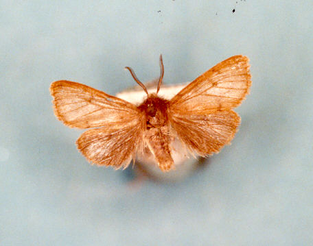 Canephora villosella (Ochsenheimer, 1810)