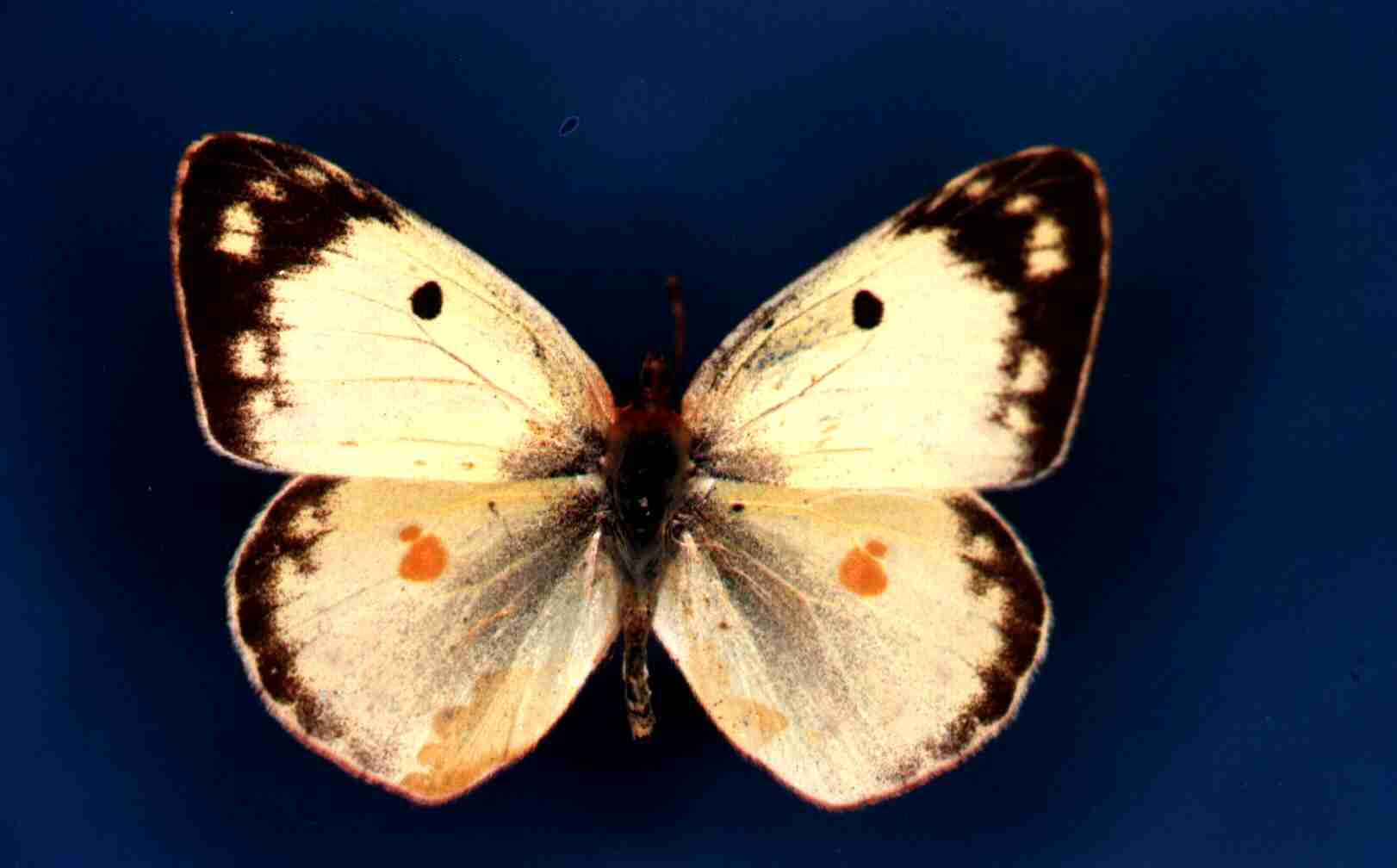 Colias hyale Collection Levesque