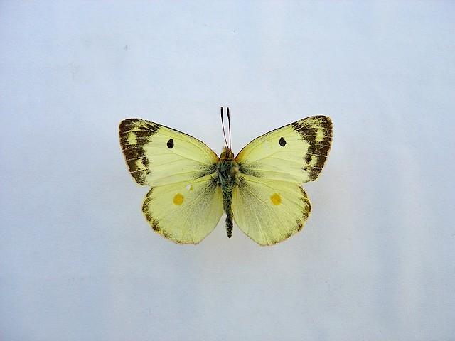 Colias hyale Loth Francis Romegoux 17 19092010