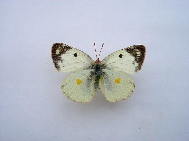 Colias hyale Loth Francis Romegoux 17 20092010