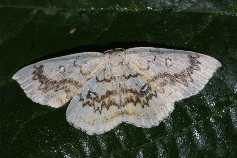 Cyclophora annularia Roques Olivier Bords 17 05062015