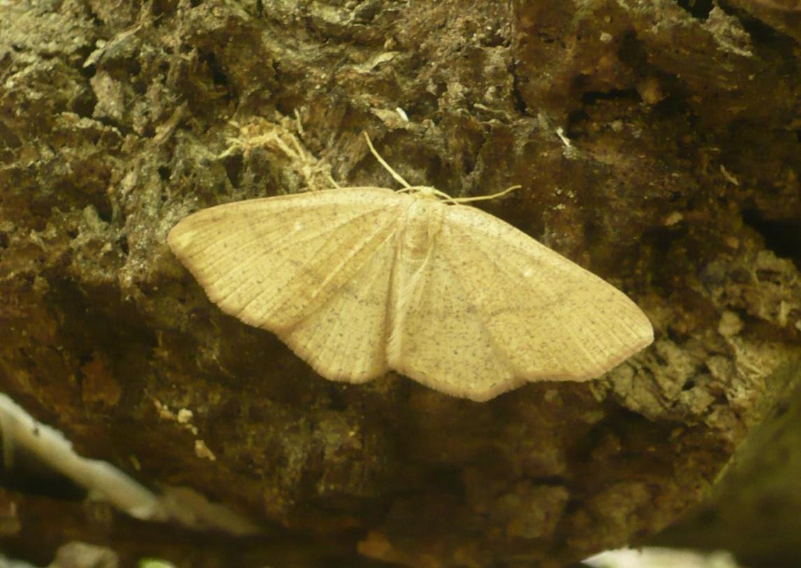 Cyclophora linearia Commentry 03 29042010