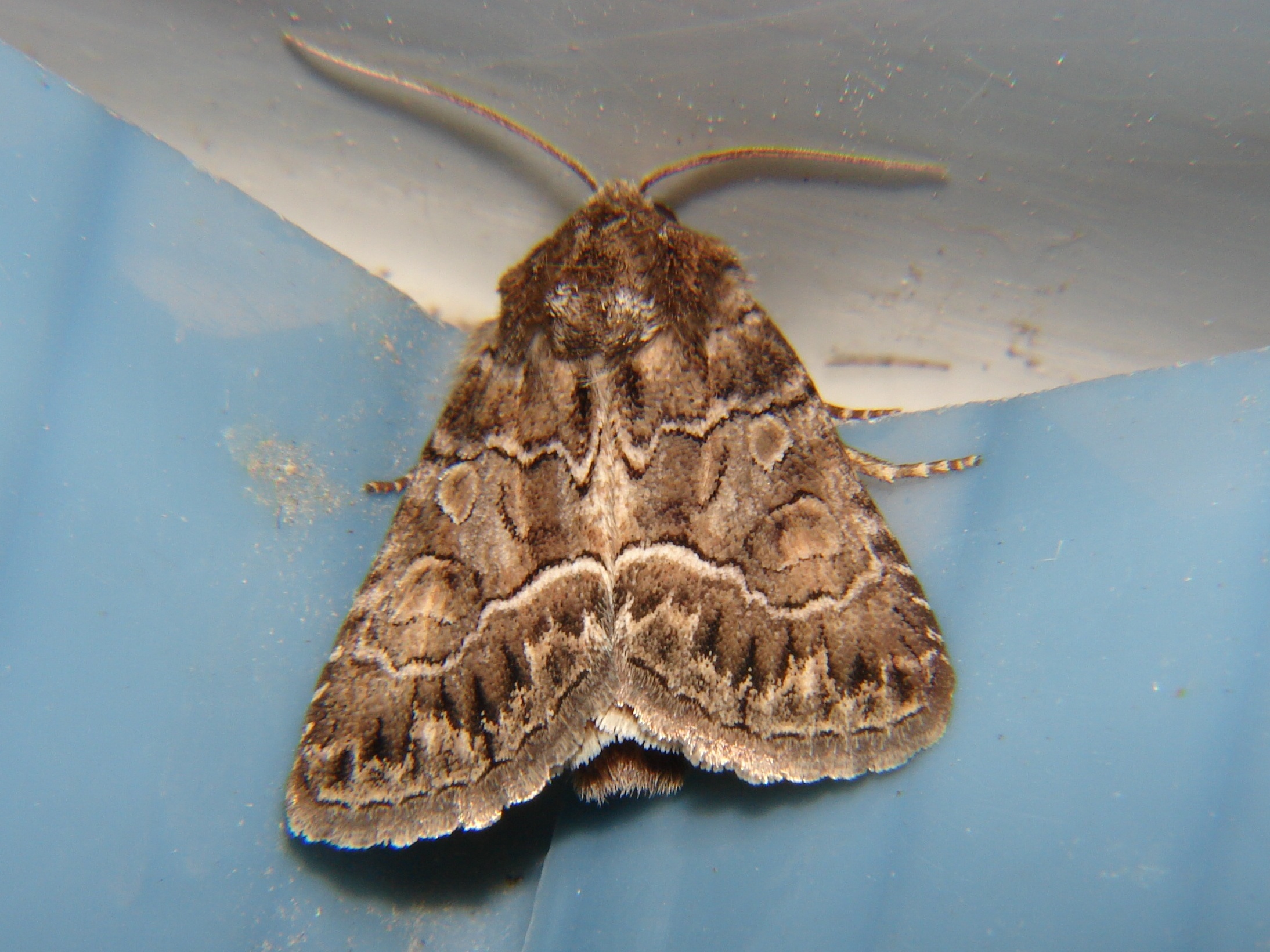 Thalpophila matura Rencontres Papillons de Poitou-Charentes Brenne 36 28082010