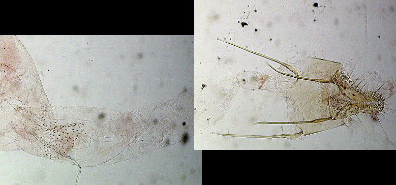 Ephestia parasitella femelle AC-7588