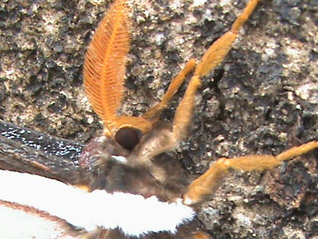 Epiphora albida femelle Constanza Michelle Yokadouma Cameroun 06012010