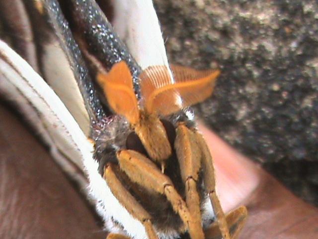 Epiphora albida femelle Constanza Michelle Yokadouma Cameroun 06012010