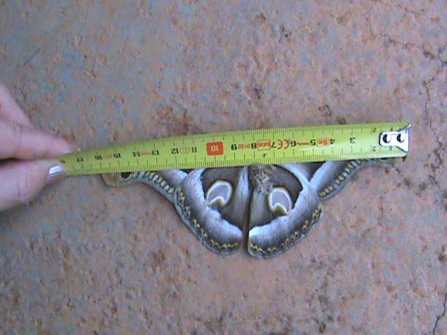 Epiphora fasciata Constanza Michelle Yokadouma Cameroun 05032011