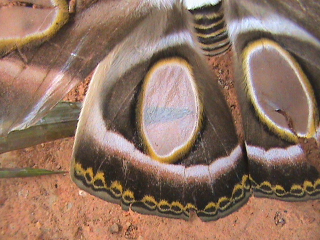 Epiphora rectifascia female Constanza Michelle Yokadoum Cameroun 18032010