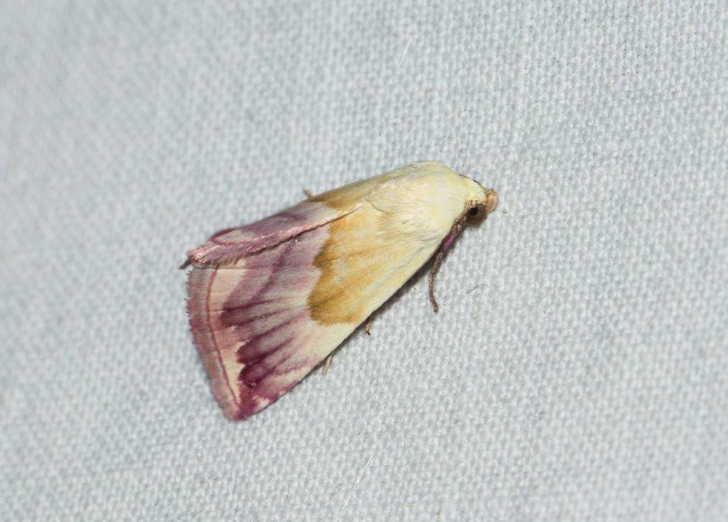 Eublemma purpurina Champarnaud Claude Rochefort 17 26082016