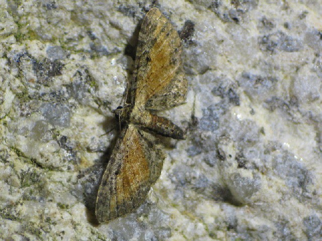 Eupithecia icterata Buquet 76 092004