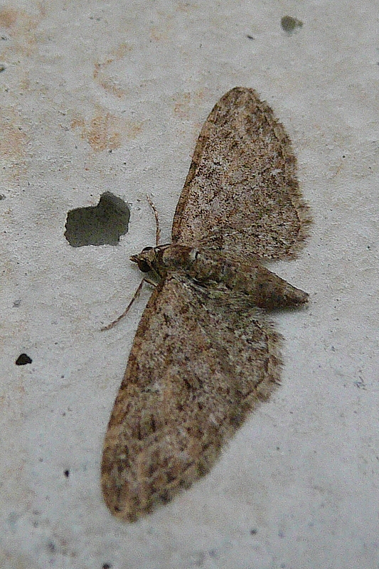 Eupithecia abbreviata Le Mao Patrick Trémereuc (22) 04/04/2009