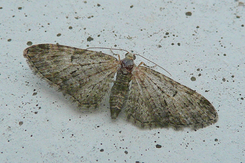 Eupithecia abbreviata Le Mao Patrick Trémereuc (22) 30/03/2009