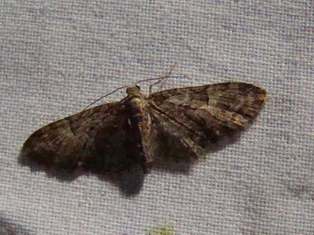 Eupithecia abbreviata Seys Brigitte Carvin 62 22042010